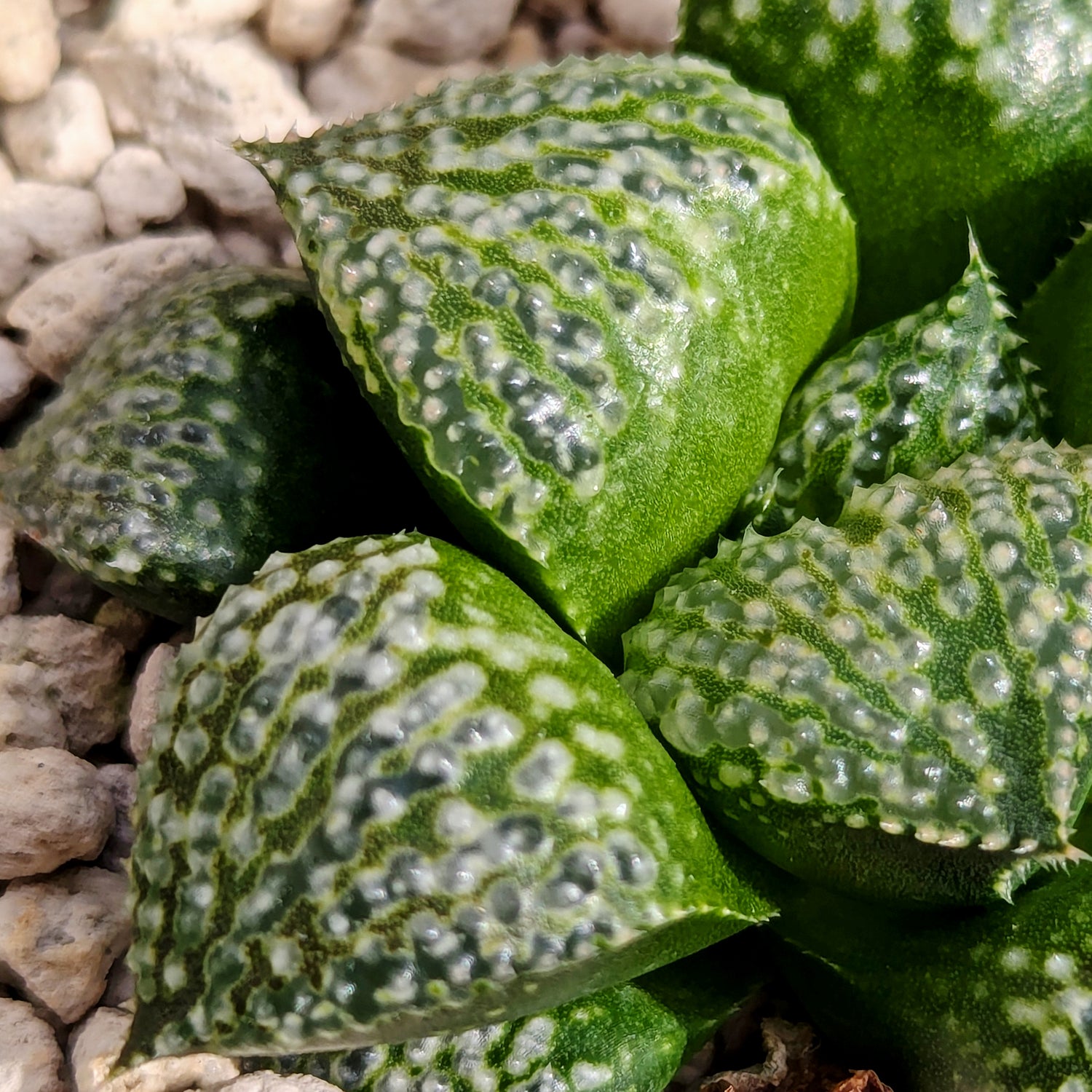 Haworthia "TetraTreasures" PP580 hybrid series #m