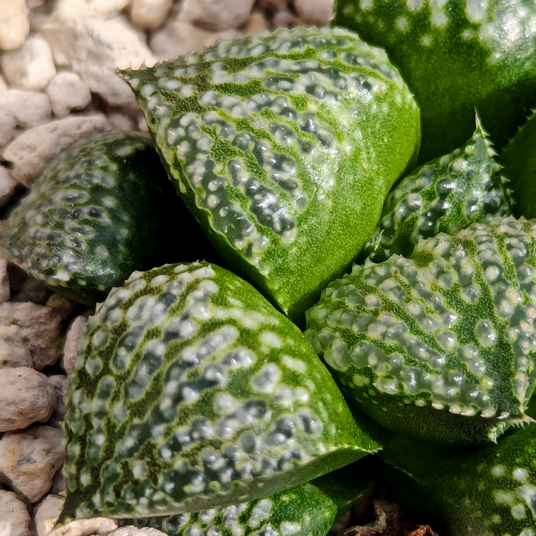 Haworthia 