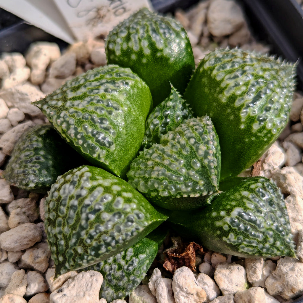 Haworthia "TetraTreasures" PP580 hybrid series #m