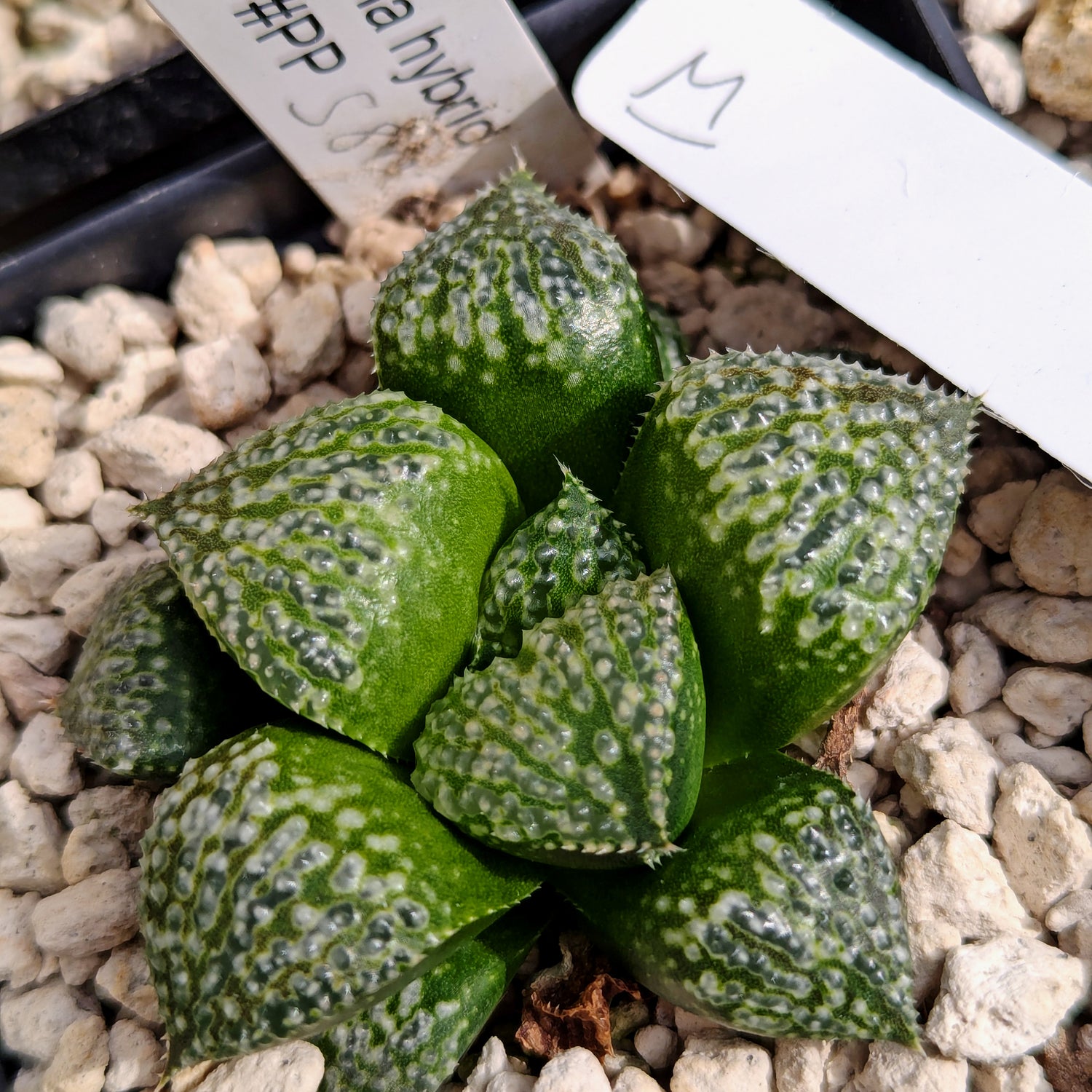 Haworthia "TetraTreasures" PP580 hybrid series #m