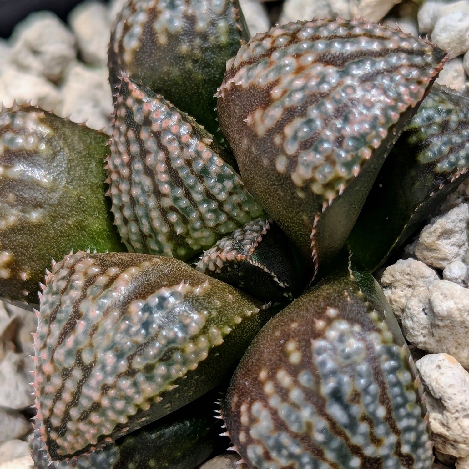 Haworthia "TetraTreasures" PP580 hybrid series #r