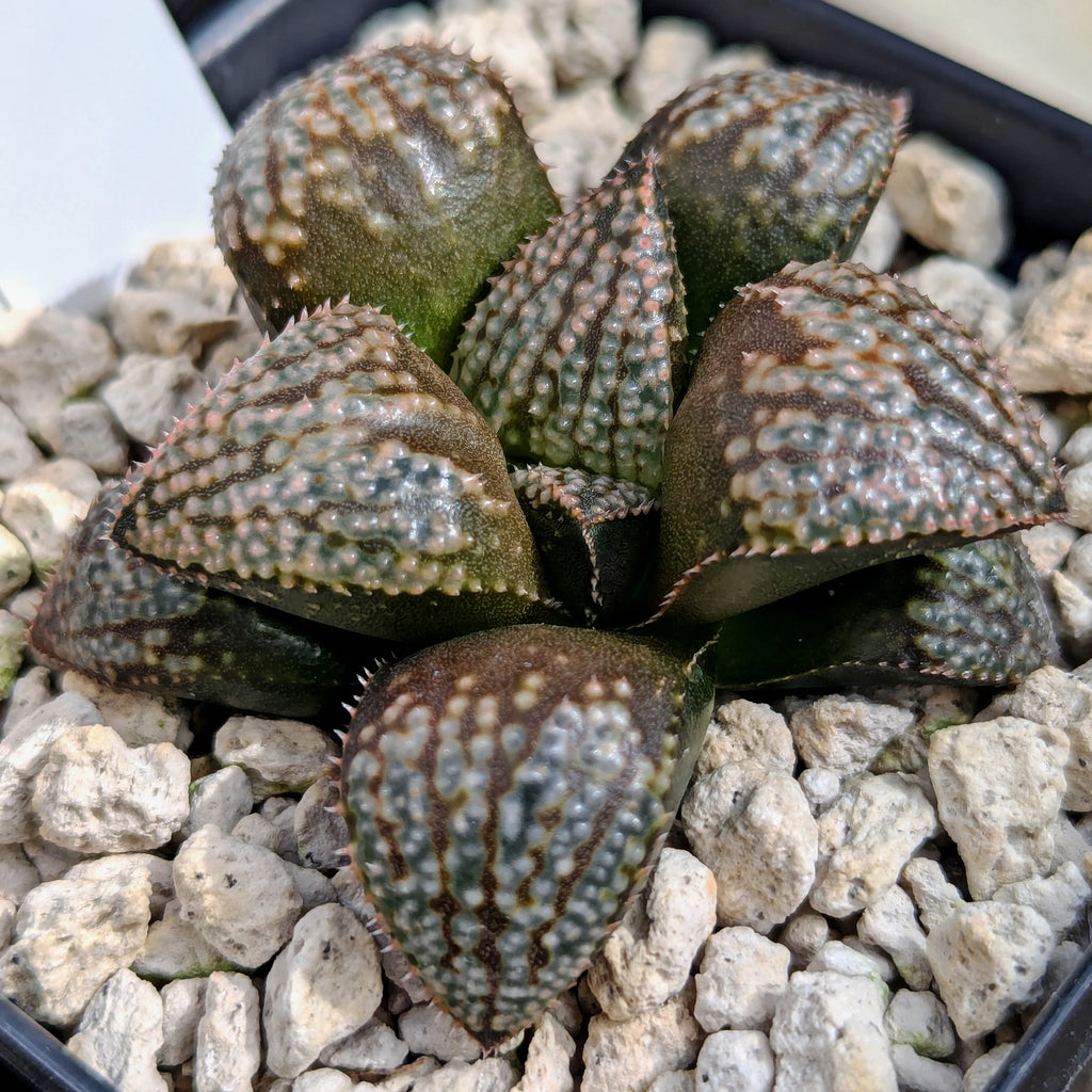 Haworthia "TetraTreasures" PP580 hybrid series #r