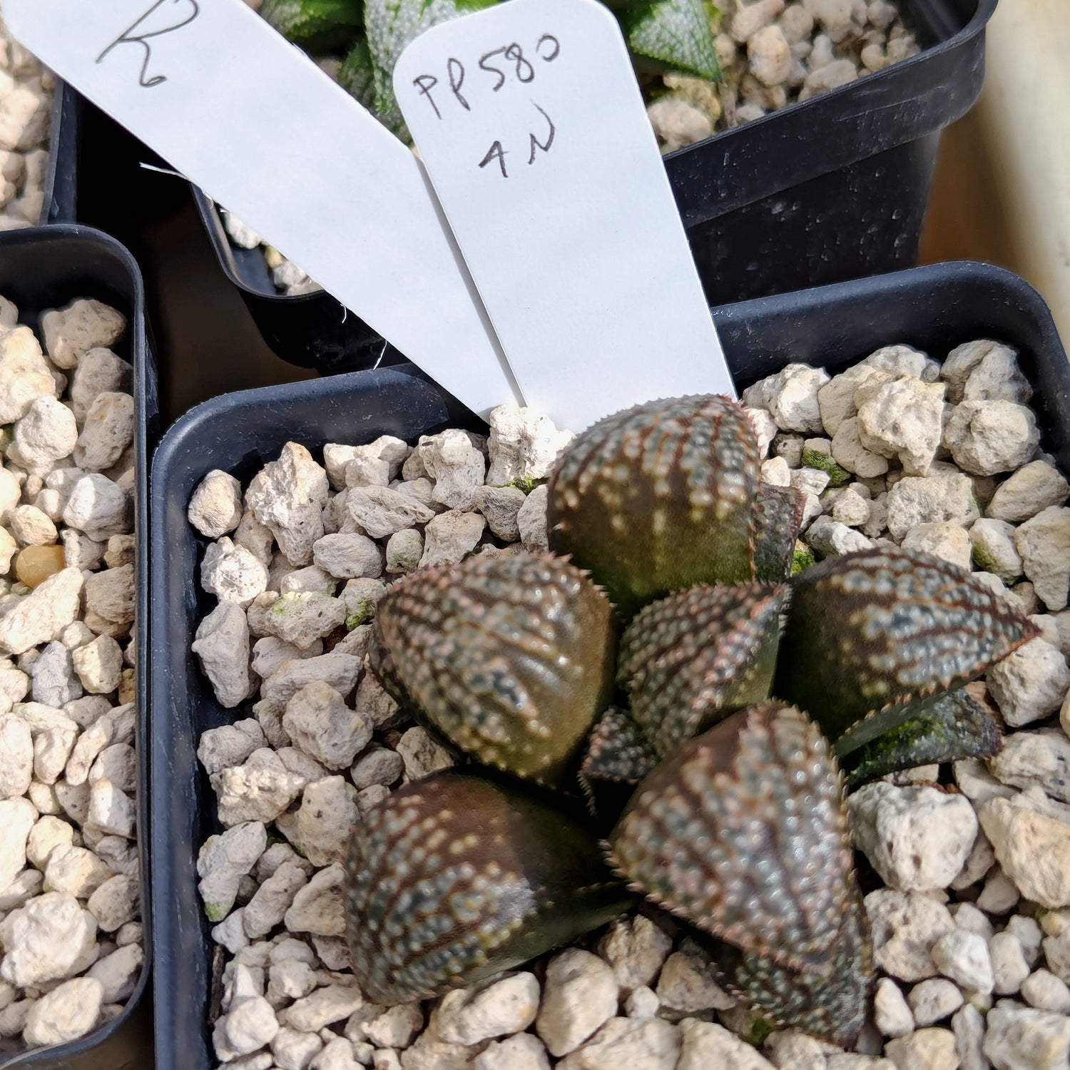 Haworthia "TetraTreasures" PP580 hybrid series #r