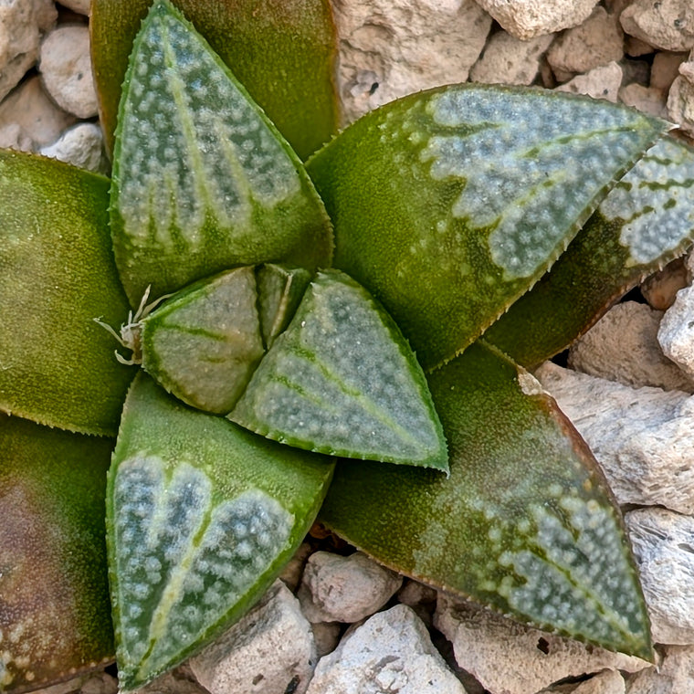 Haworthia hybrid series PP583 #2