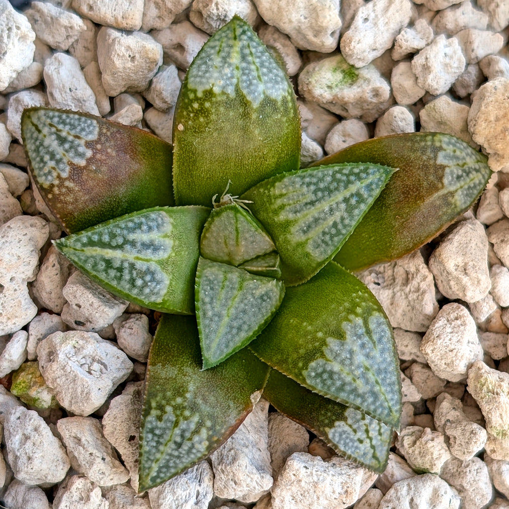 Haworthia hybrid series PP583 #2