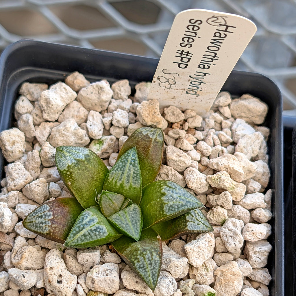 Haworthia hybrid series PP583 #2