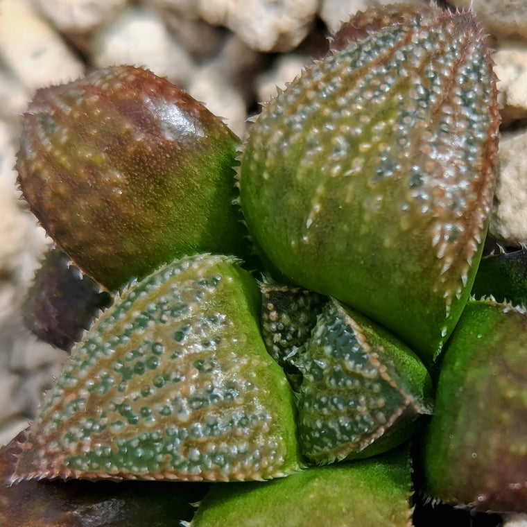 Haworthia  hybrid series PP584 #d