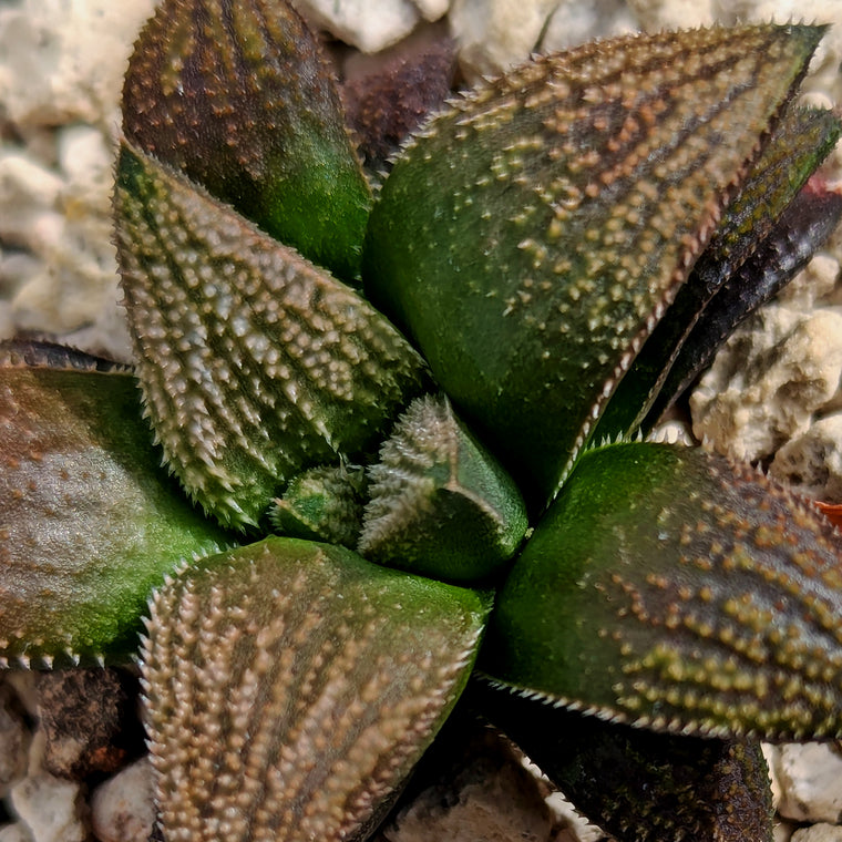 Haworthia  hybrid series PP584 #e