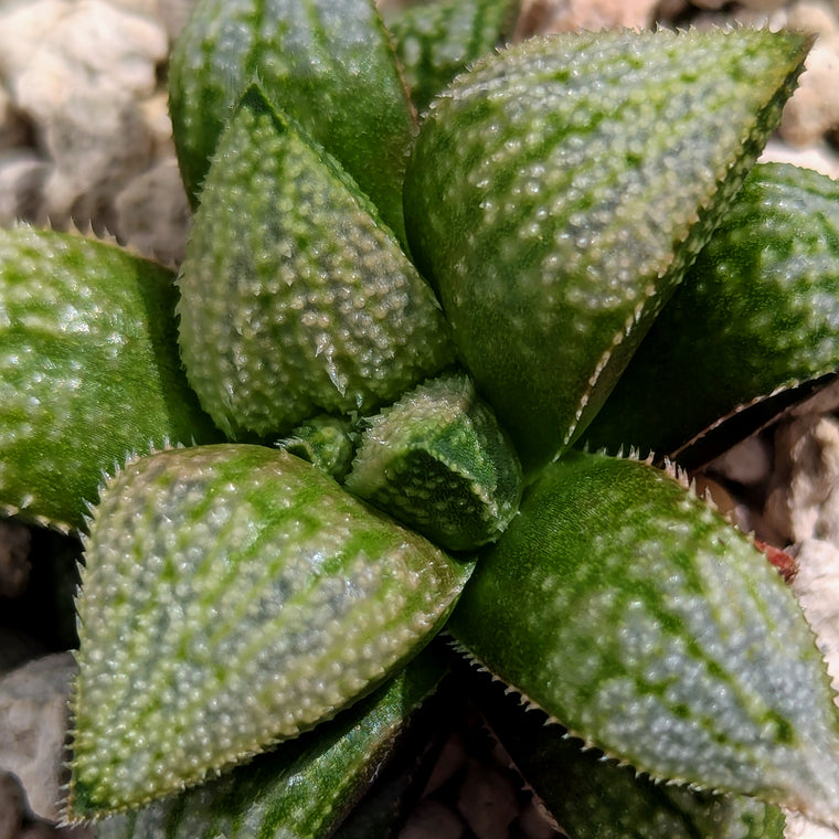 Haworthia  hybrid series PP584 #n