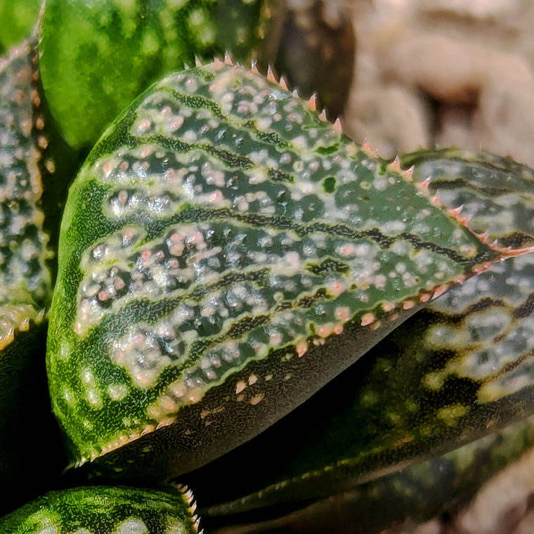 Haworthia  hybrid series PP585 #i