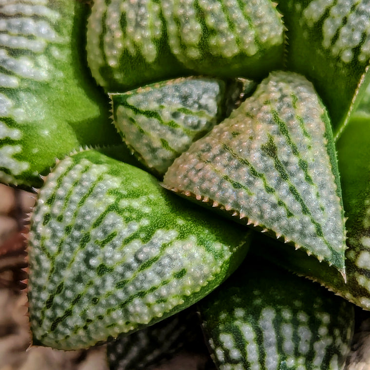 Haworthia  hybrid series PP585 #j