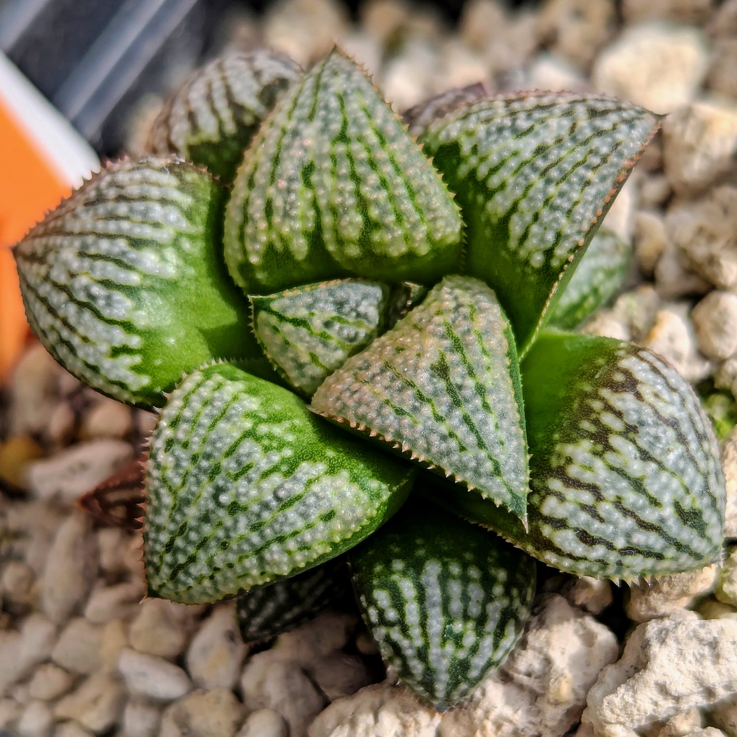 Haworthia  hybrid series PP585 #j