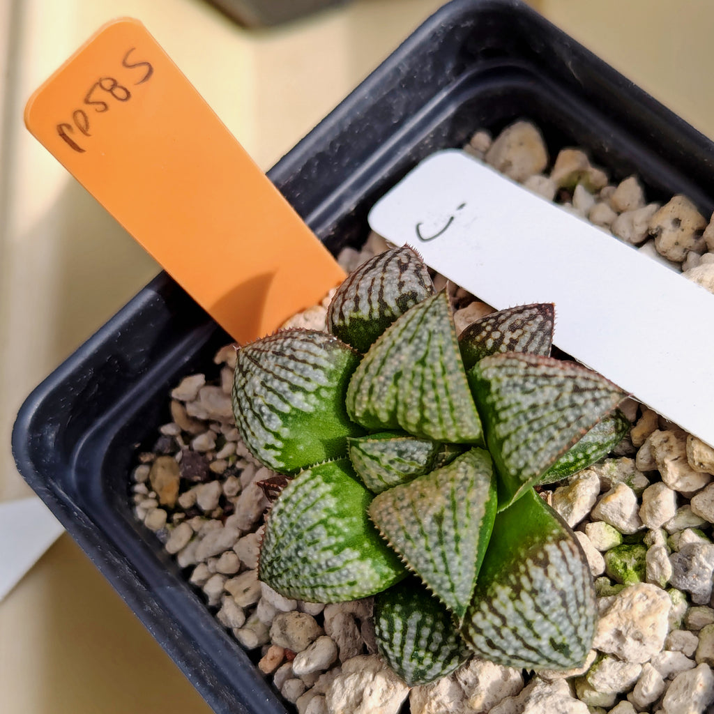 Haworthia  hybrid series PP585 #j