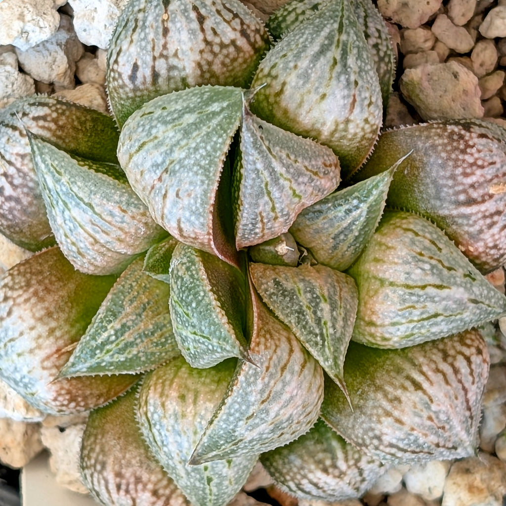 Haworthia PP586 hybrid series #8