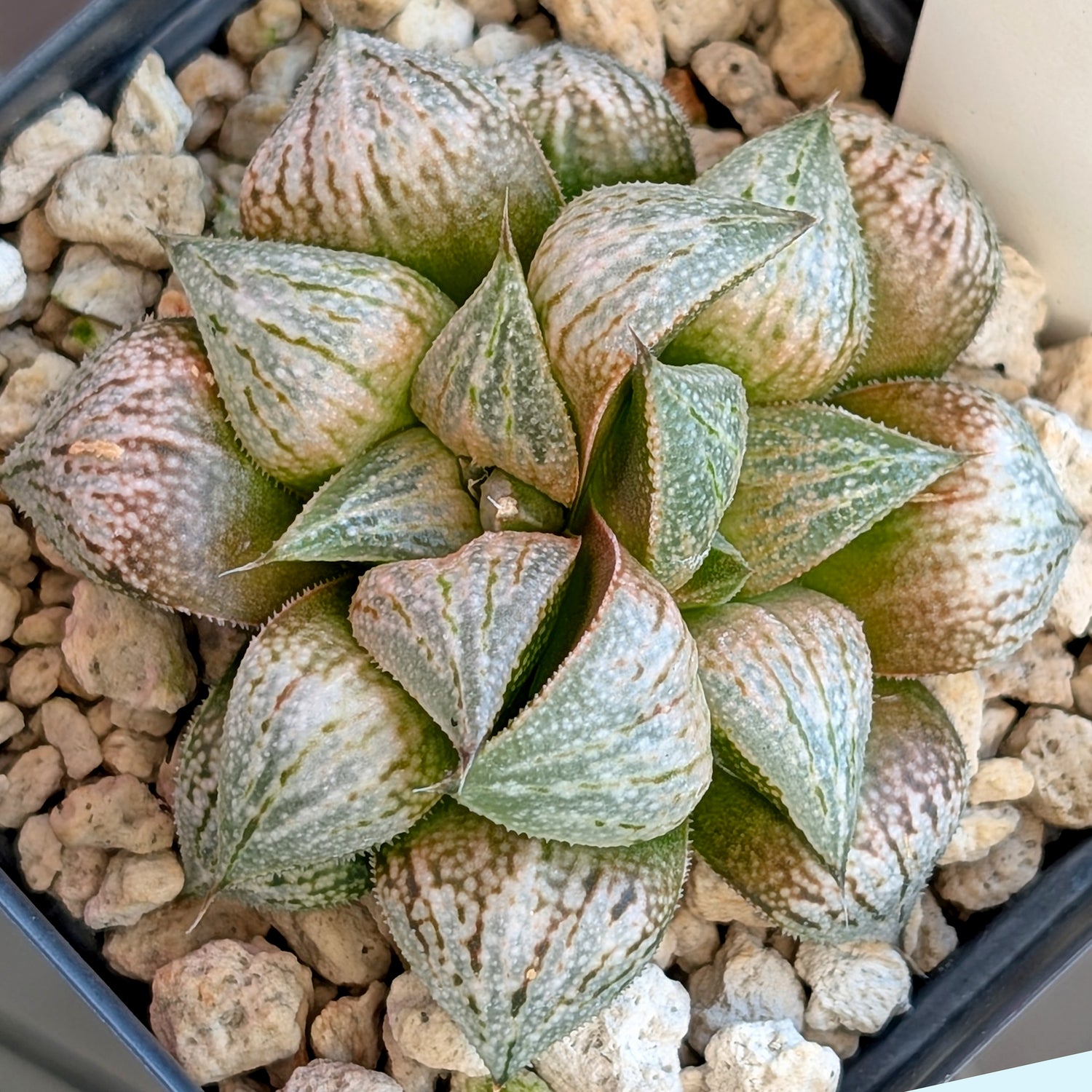 Haworthia PP586 hybrid series #8