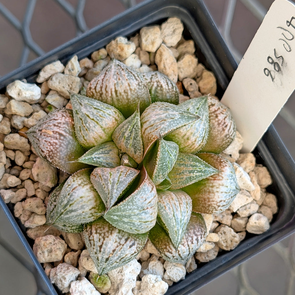 Haworthia PP586 hybrid series #8