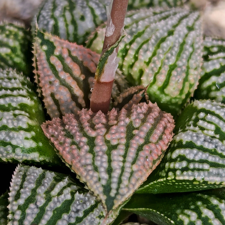 Haworthia PP610 hybrid series #c