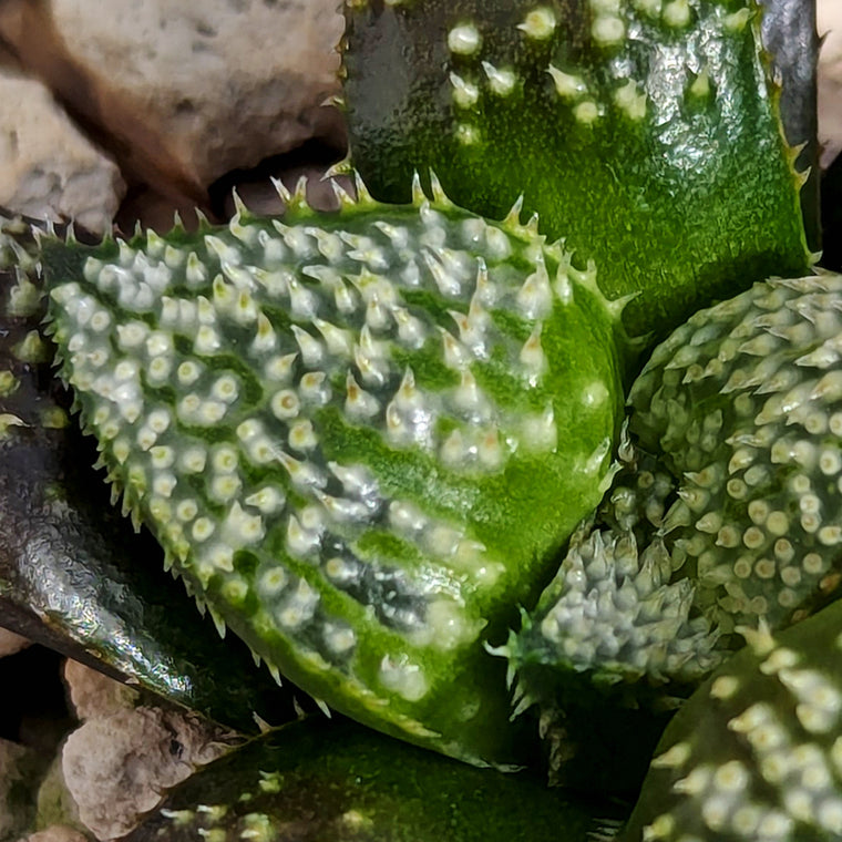 Haworthia PP611 hybrid series #f