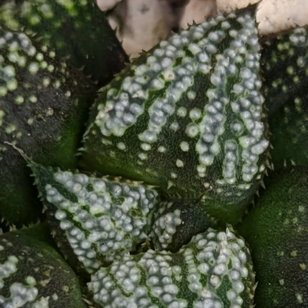 Haworthia PP611 hybrid series #n