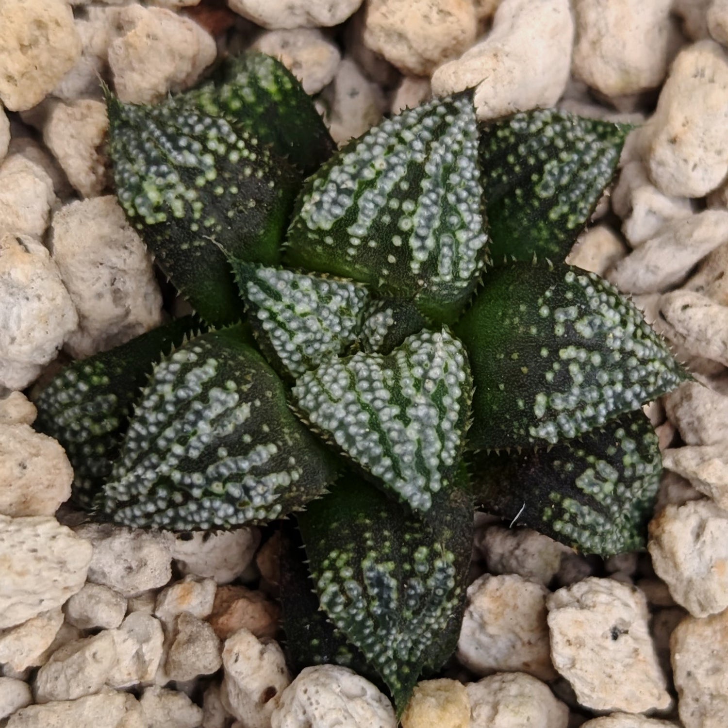 Haworthia PP611 hybrid series #n