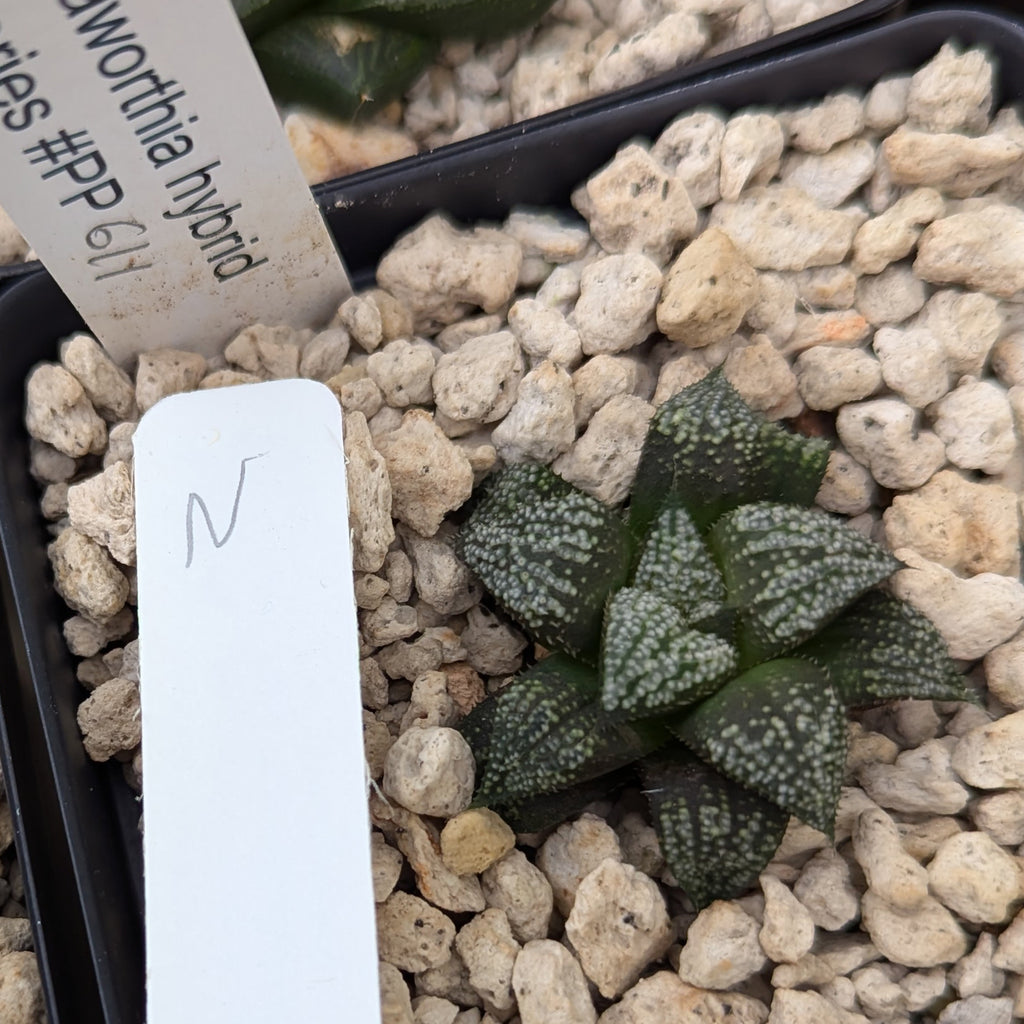 Haworthia PP611 hybrid series #n