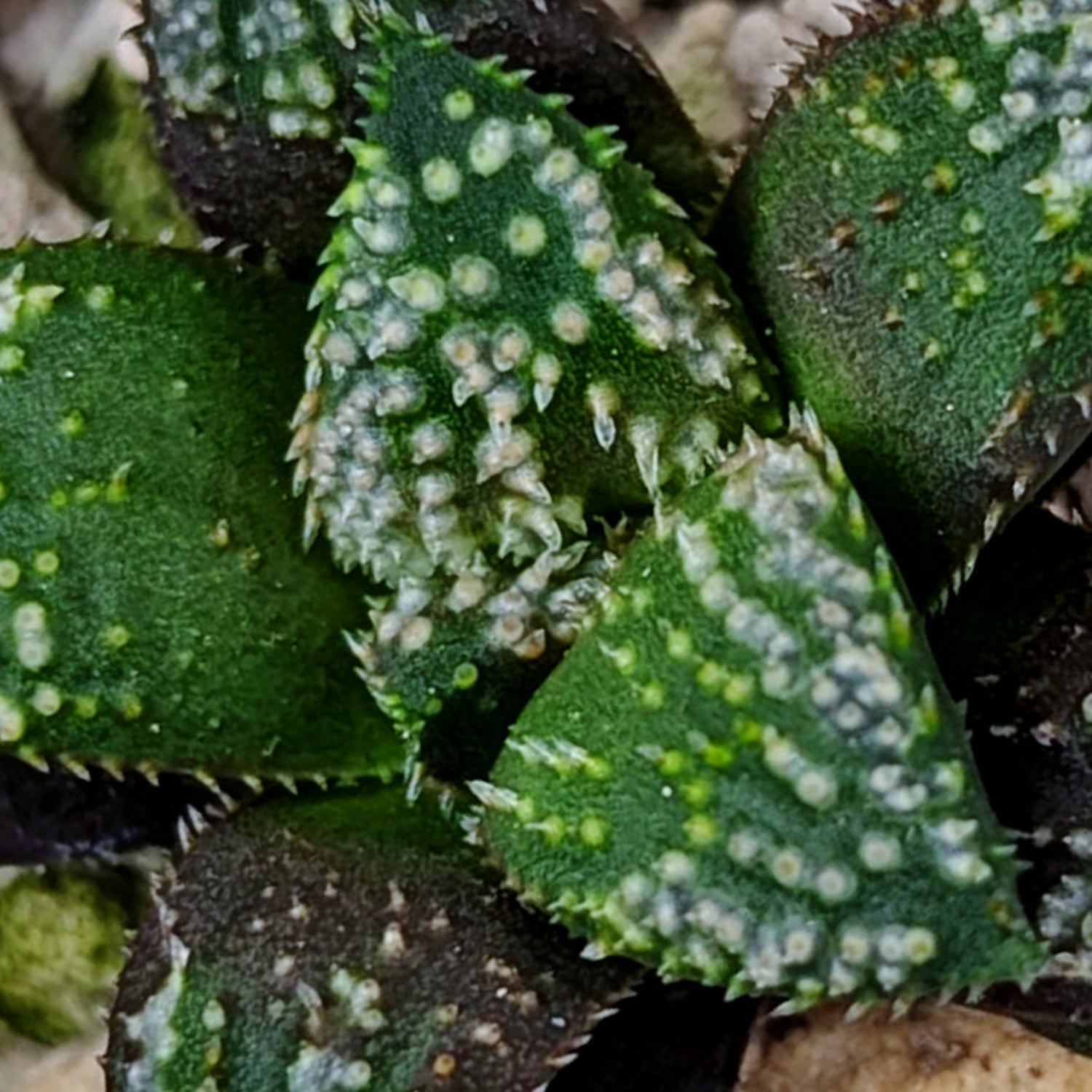 Haworthia PP611 hybrid series #o