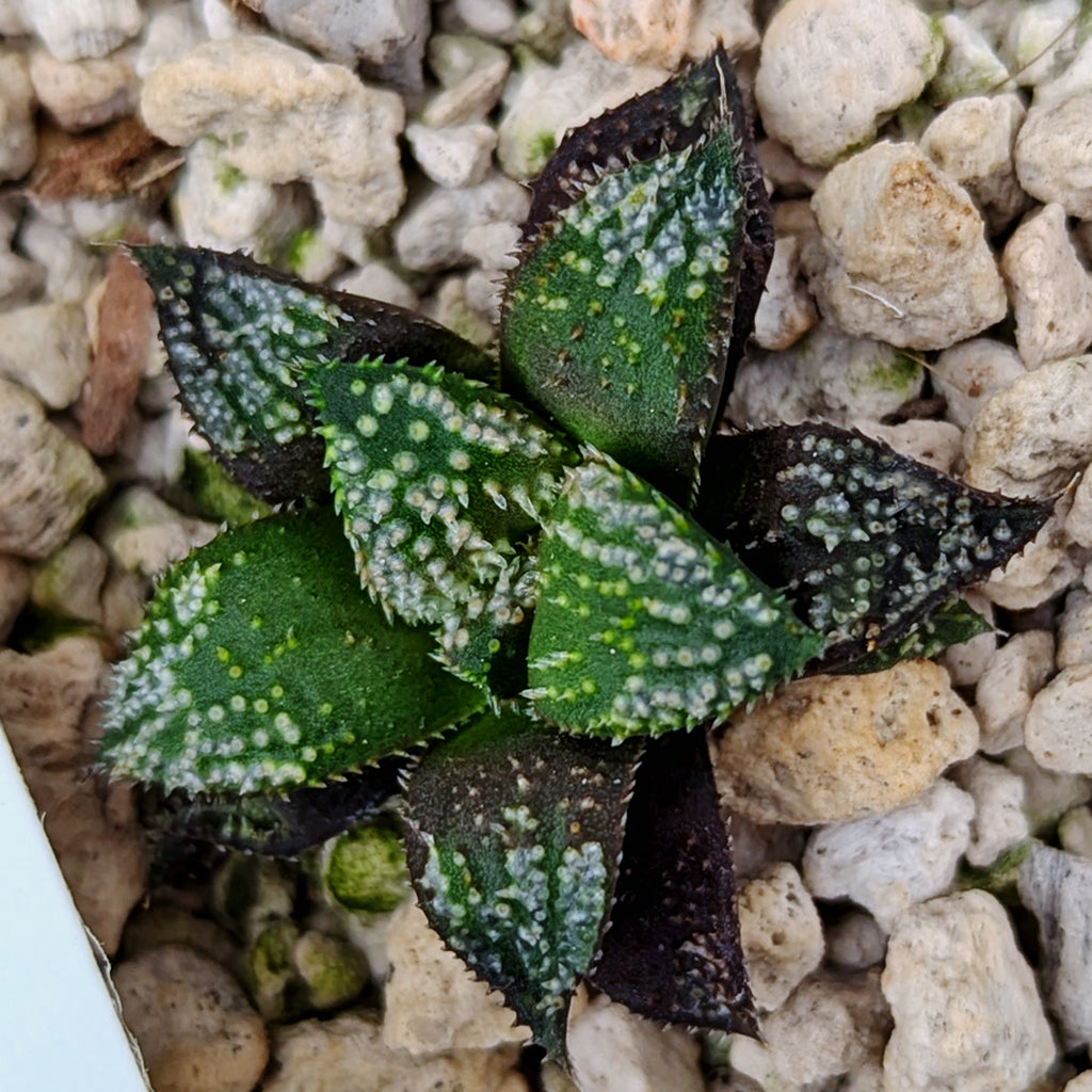 Haworthia PP611 hybrid series #o