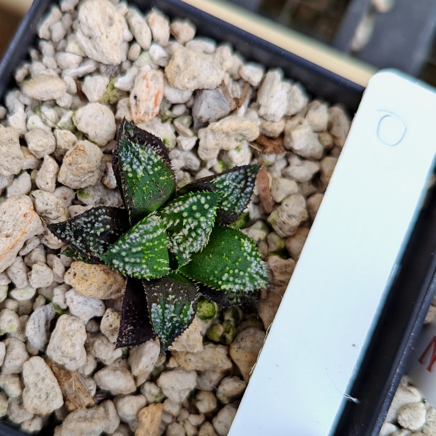 Haworthia PP611 hybrid series #o