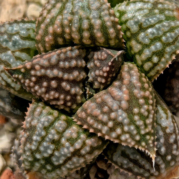 Haworthia PP614 hybrid series #ff