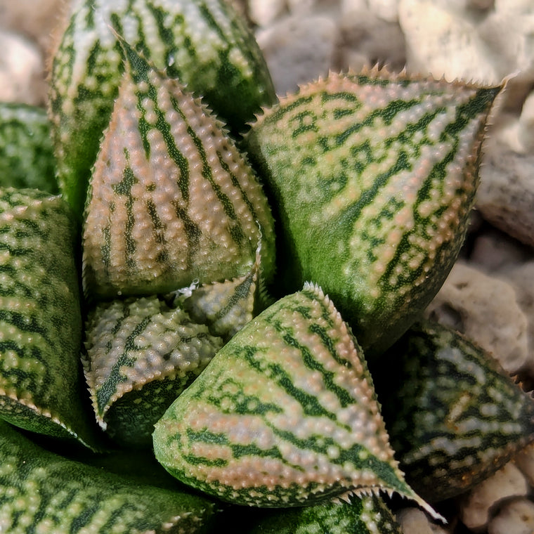 Haworthia PP611 hybrid series #g