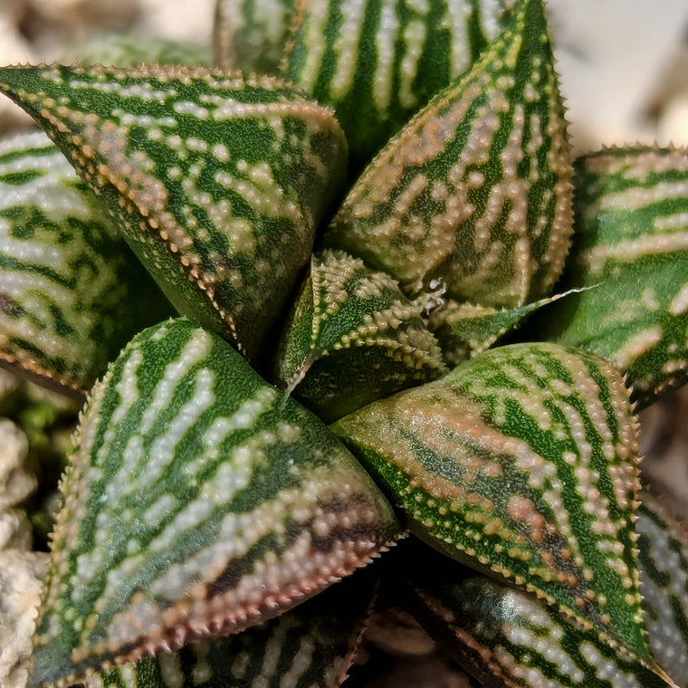 Haworthia PP611 hybrid series #h