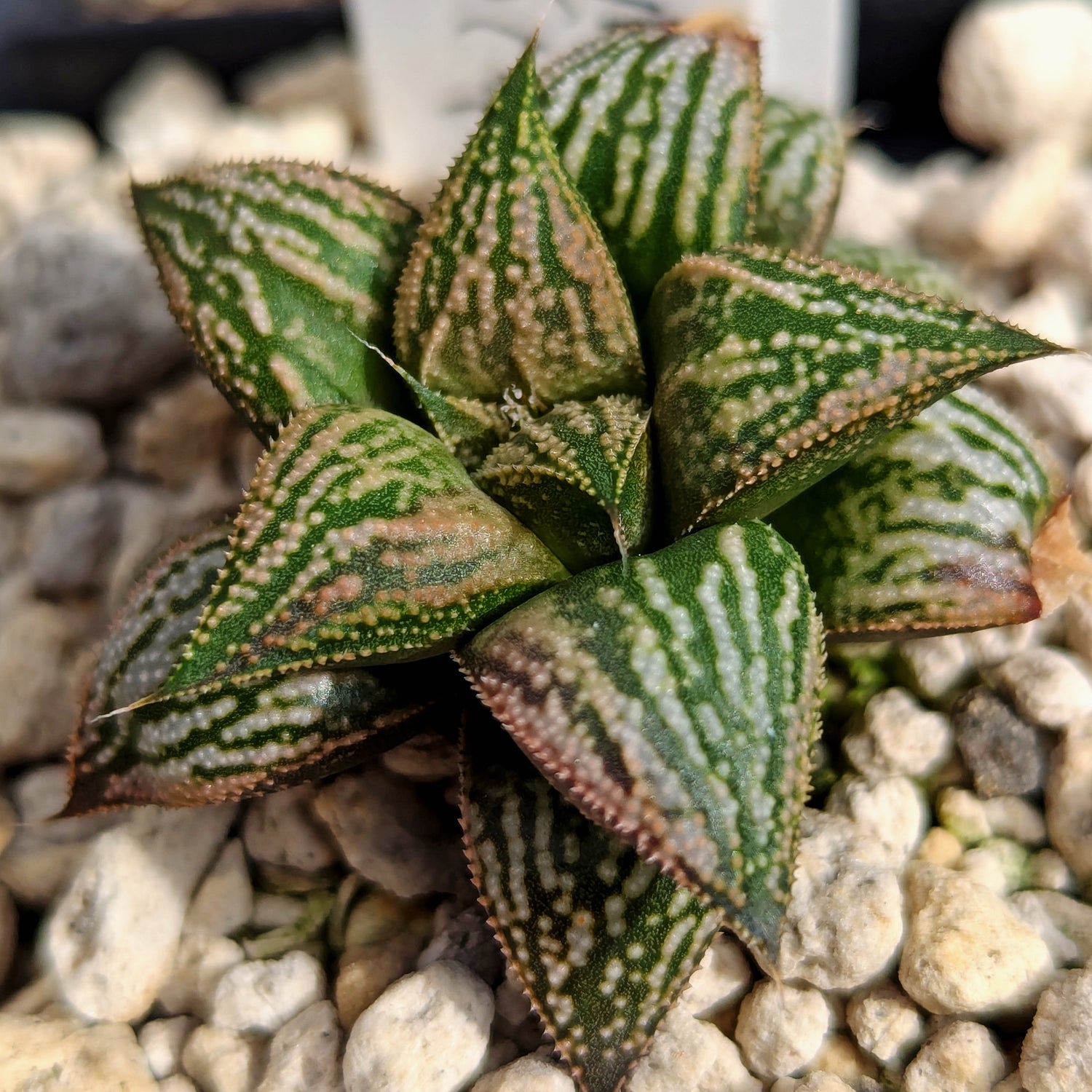 Haworthia PP611 hybrid series #h