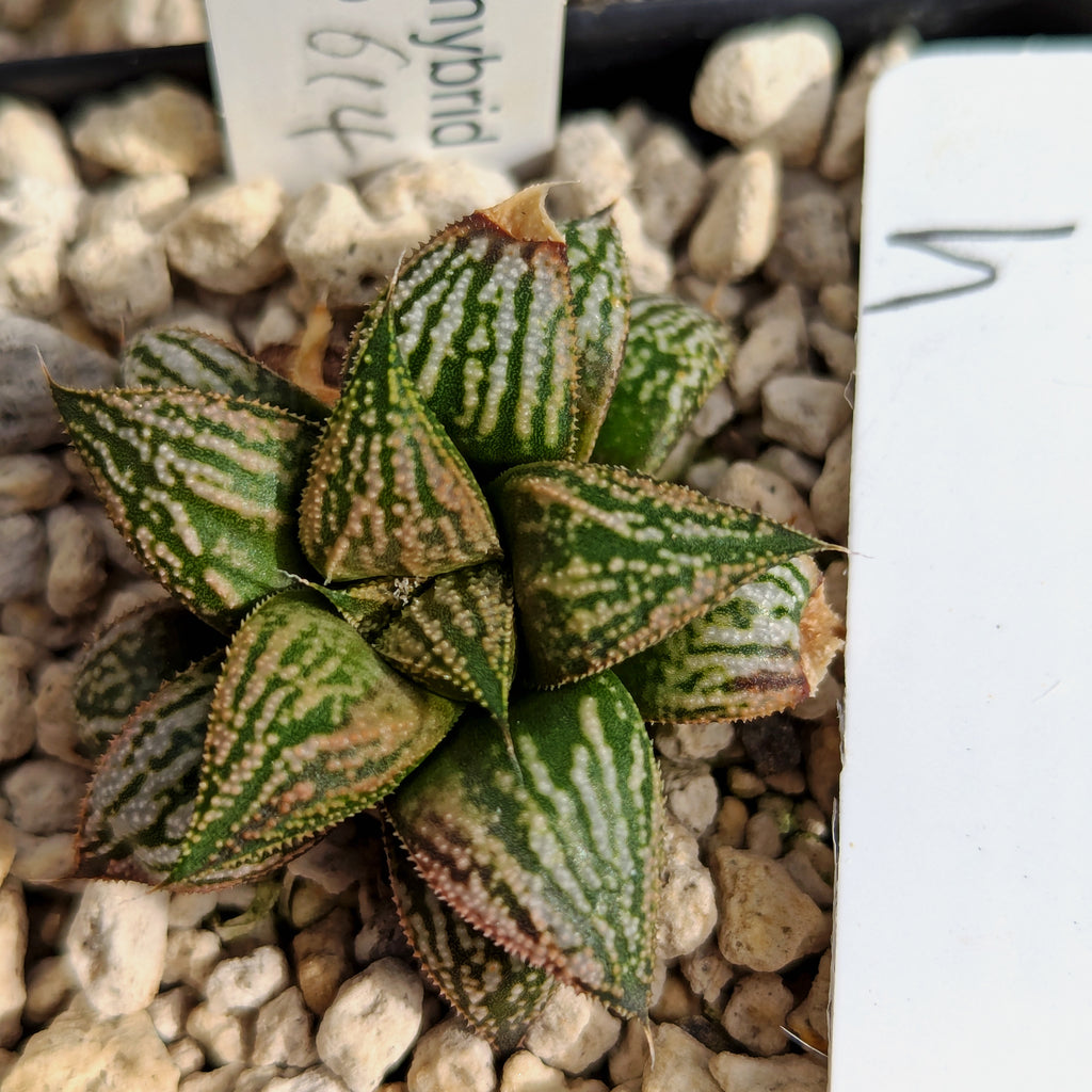 Haworthia PP611 hybrid series #h