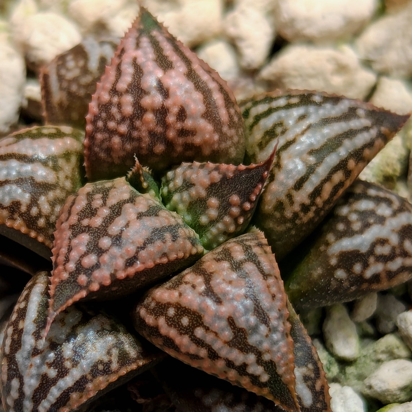 Haworthia PP614 hybrid series #hh