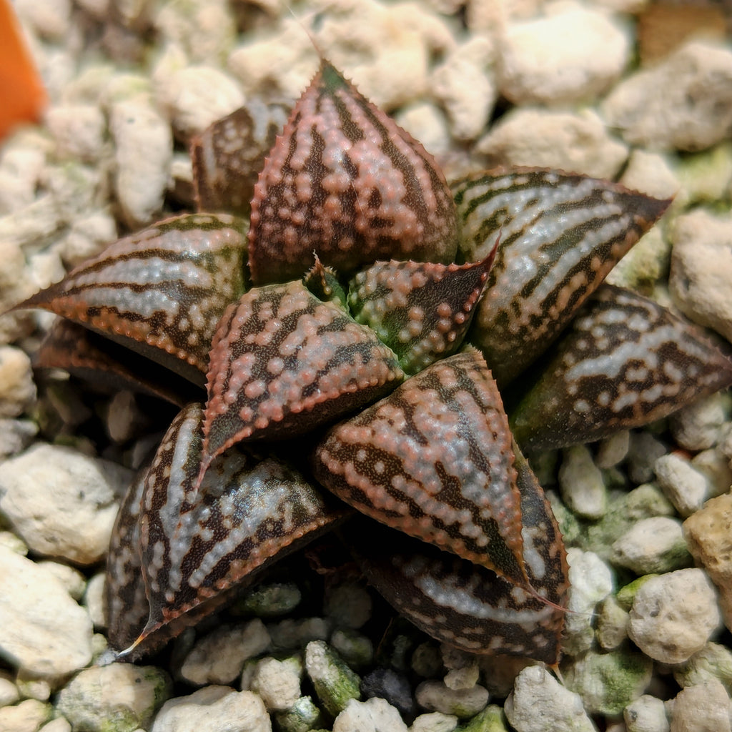 Haworthia PP614 hybrid series #hh