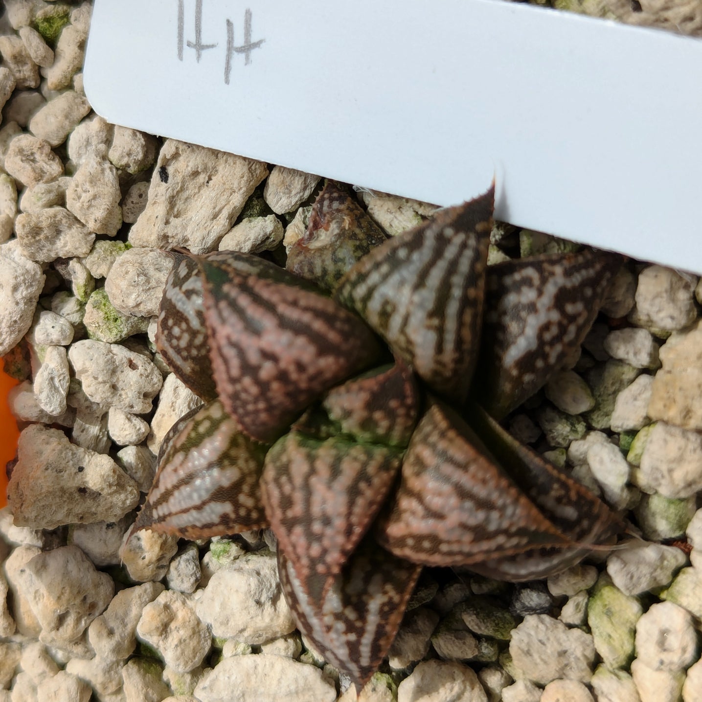 Haworthia PP614 hybrid series #hh