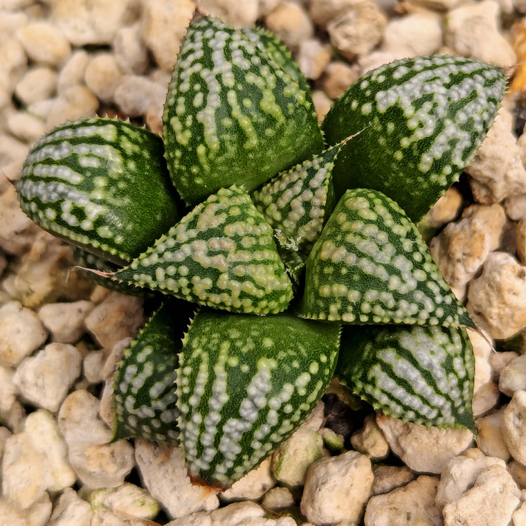 Haworthia PP611 hybrid series #t