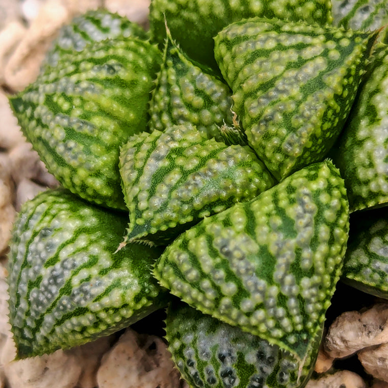 Haworthia PP611 hybrid series #u