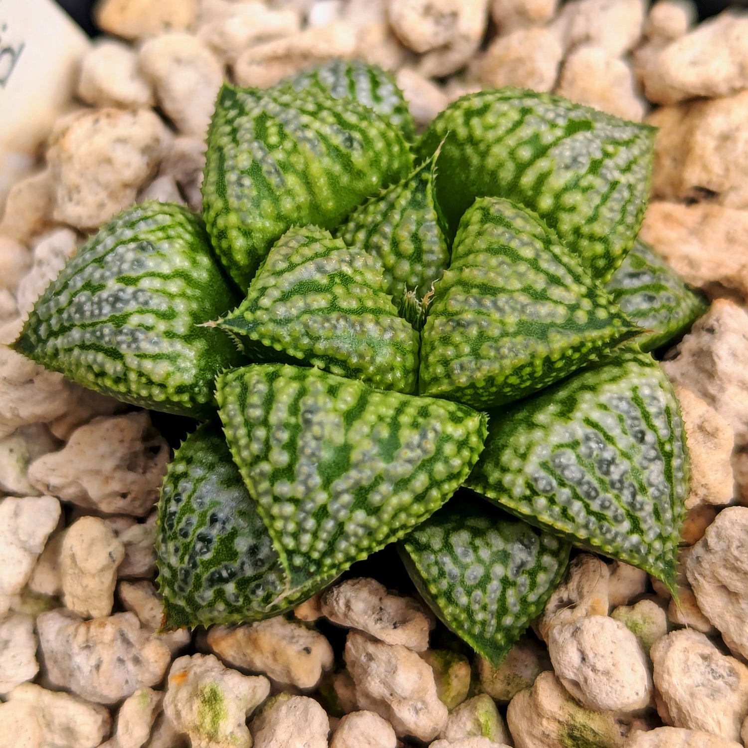 Haworthia PP611 hybrid series #u