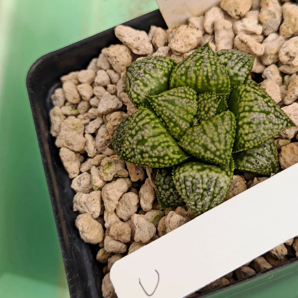 Haworthia PP611 hybrid series #u