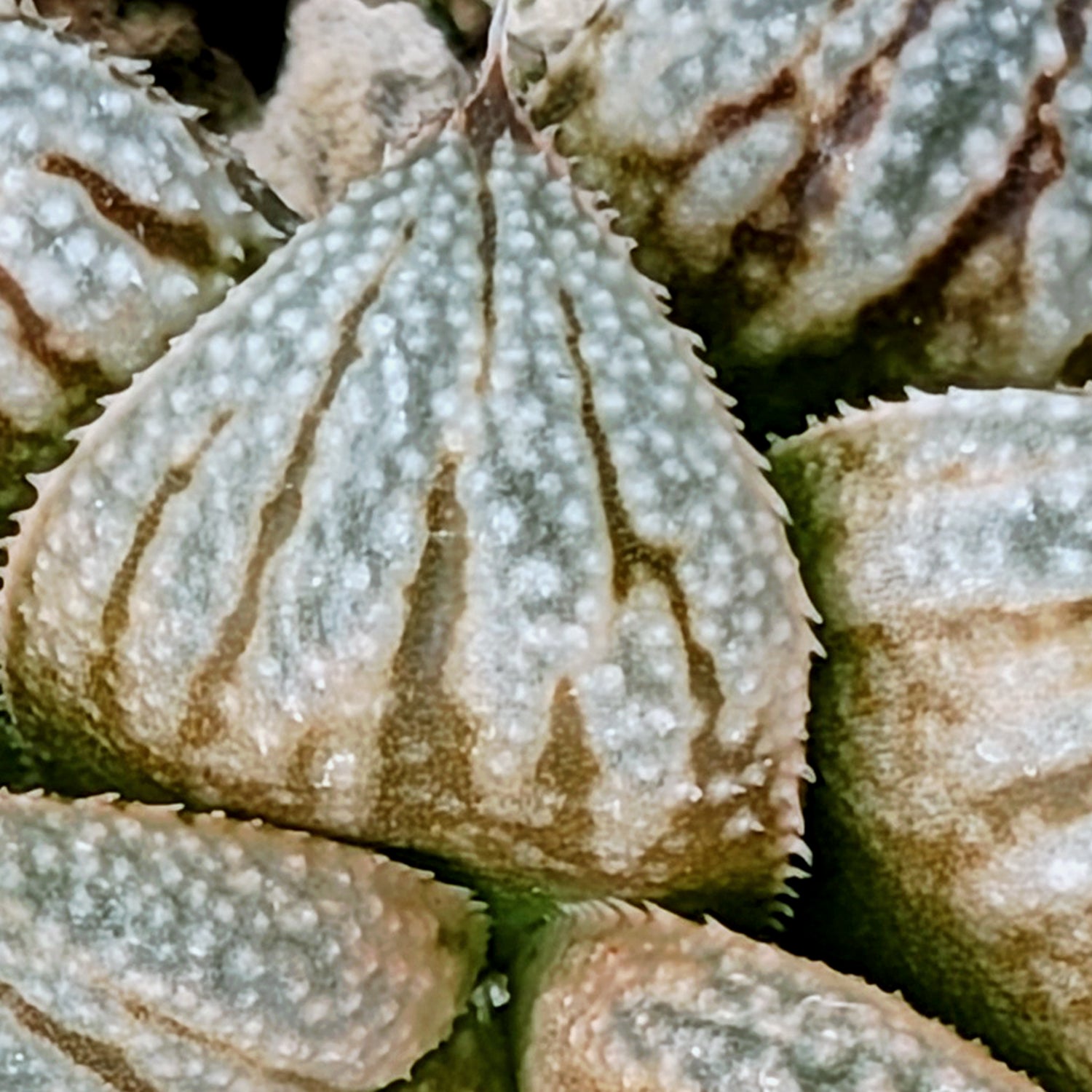 Haworthia PP615 hybrid series #12