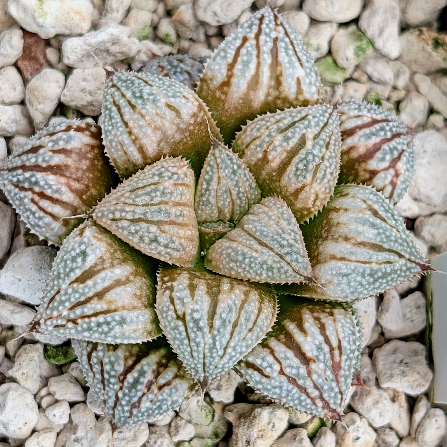 Haworthia PP615 hybrid series #12