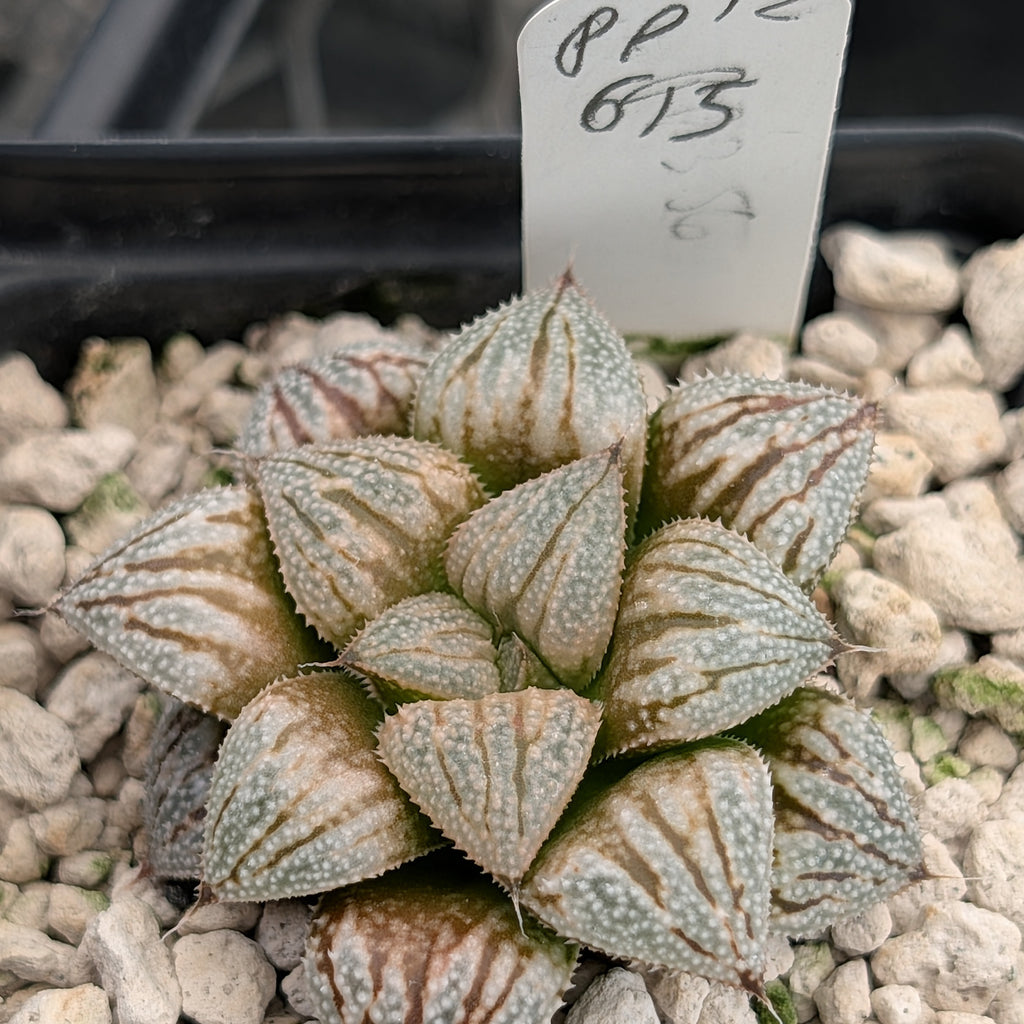 Haworthia PP615 hybrid series #12