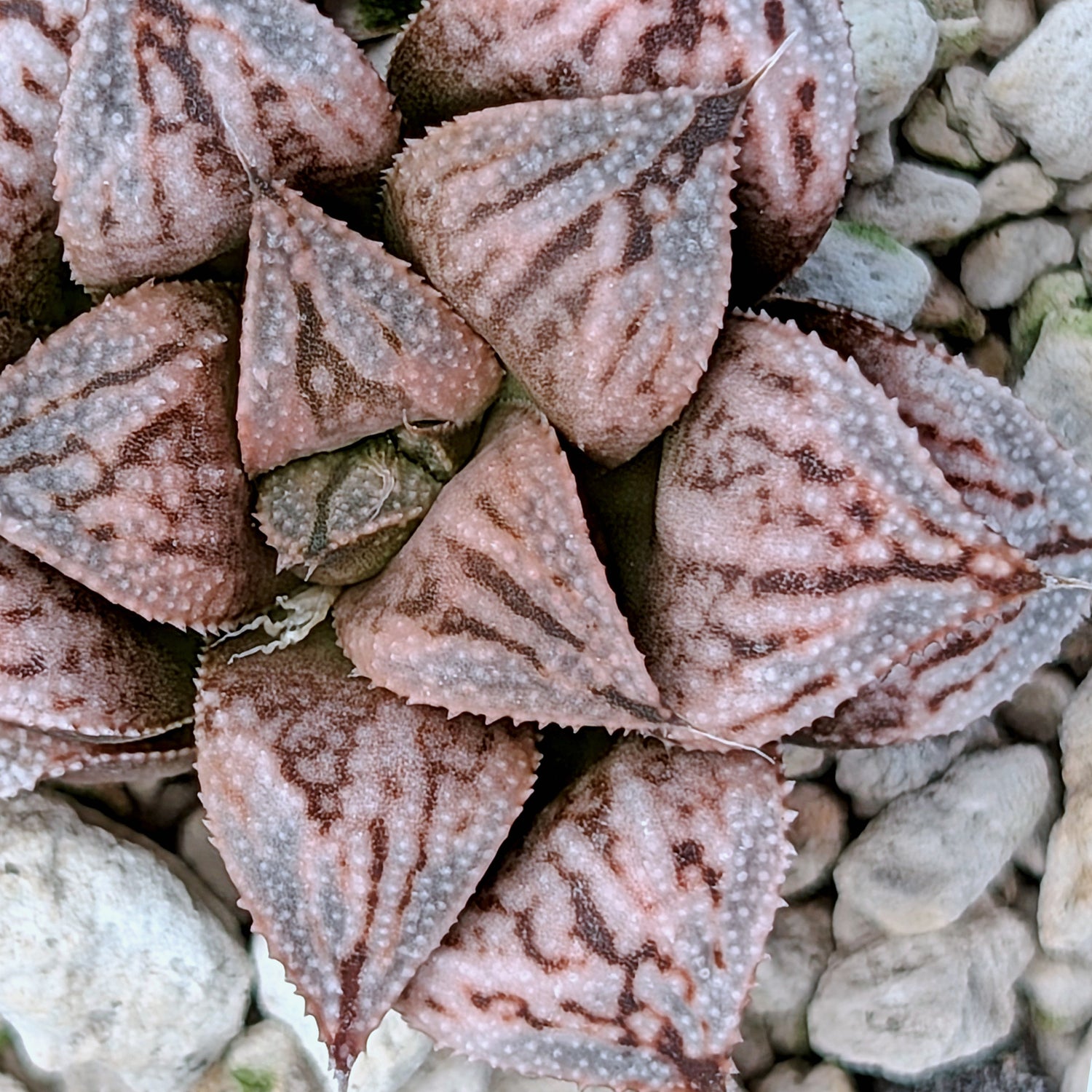 Haworthia PP615 hybrid series #18
