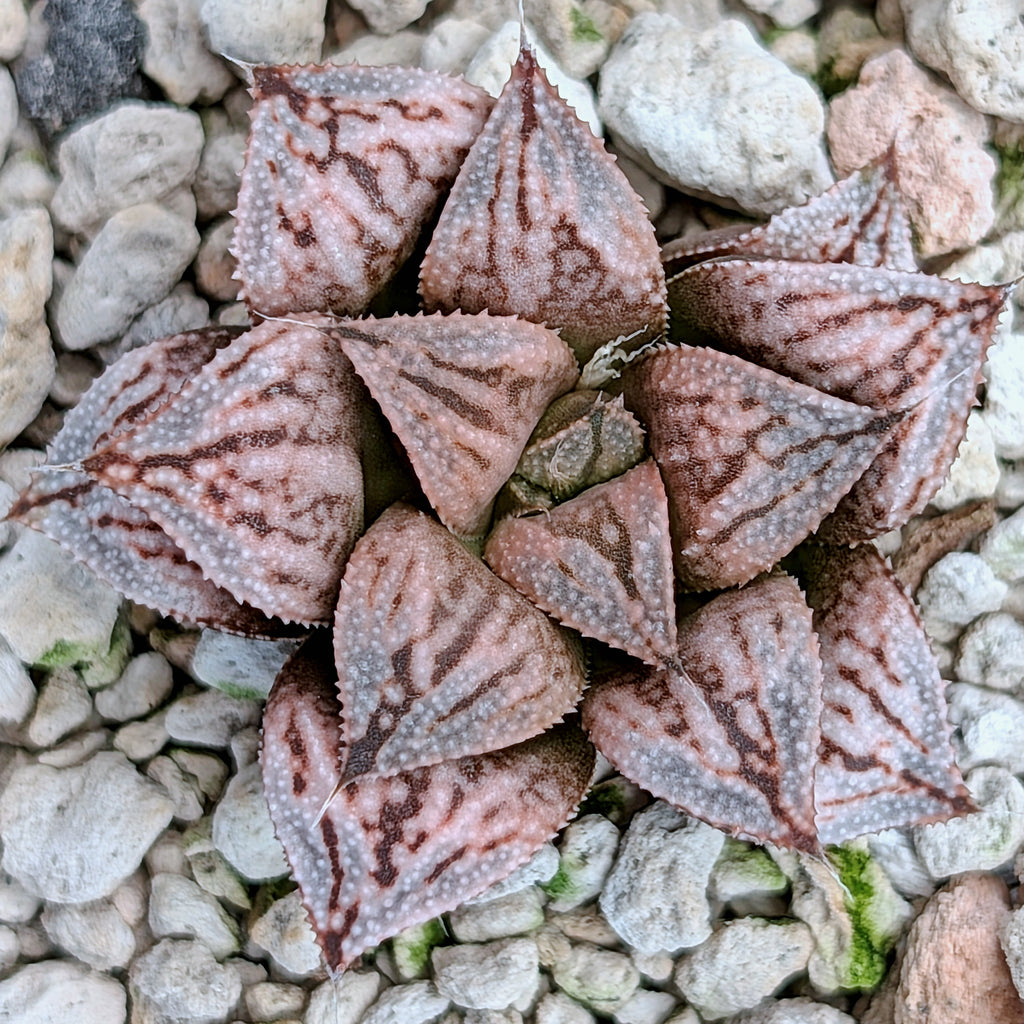 Haworthia PP615 hybrid series #18