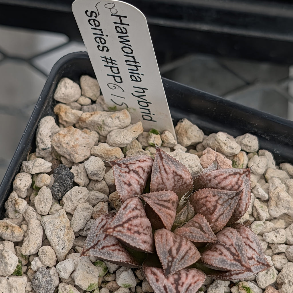Haworthia PP615 hybrid series #18
