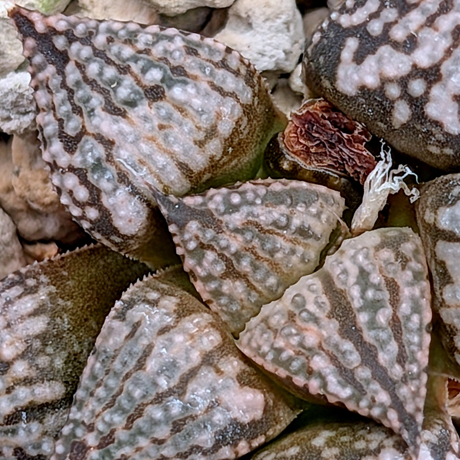 Haworthia PP616 hybrid series #10