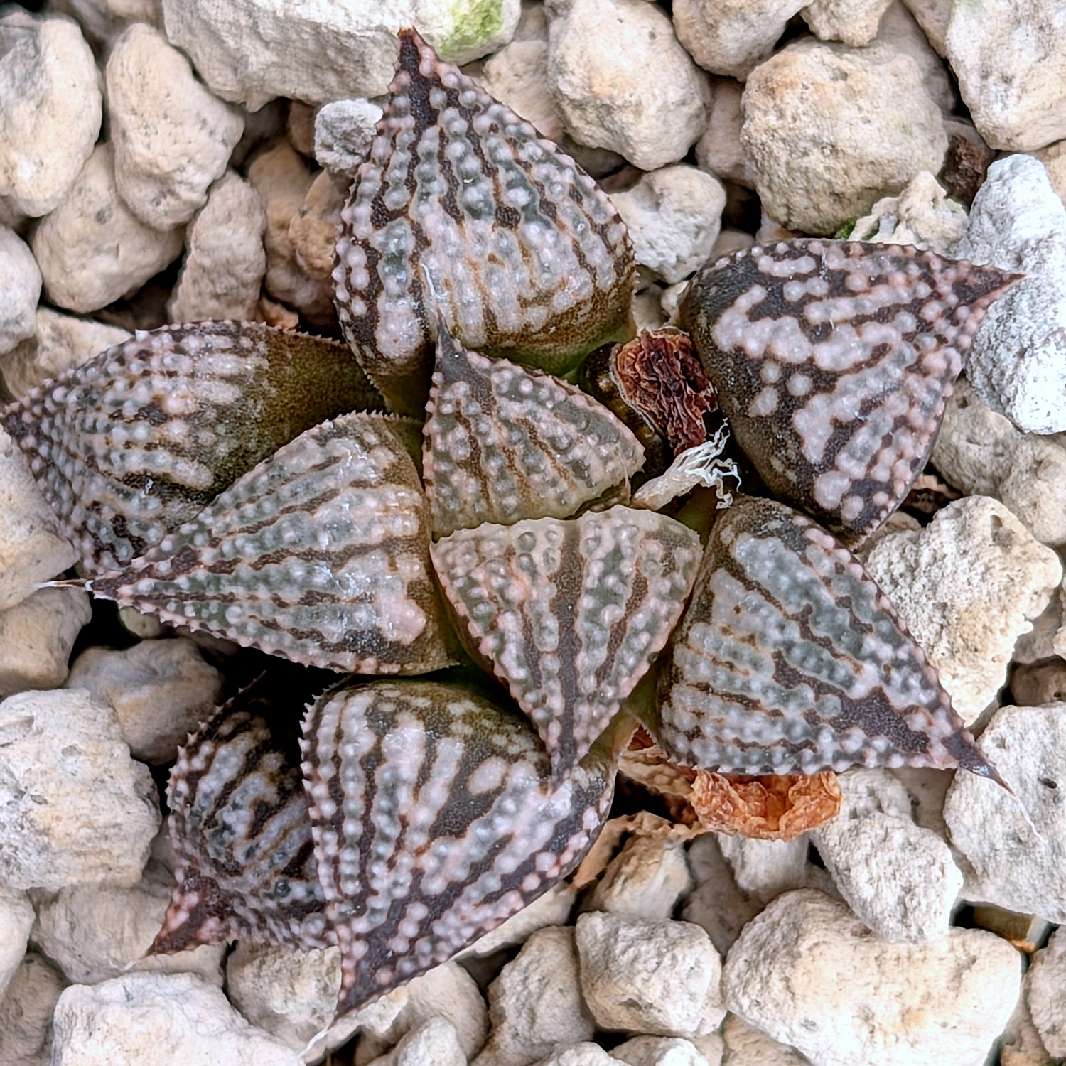 Haworthia PP616 hybrid series #10