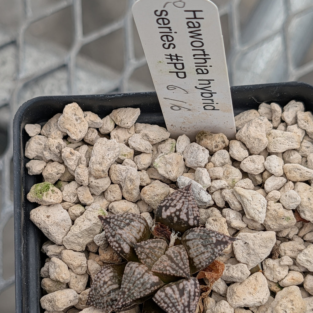 Haworthia PP616 hybrid series #10