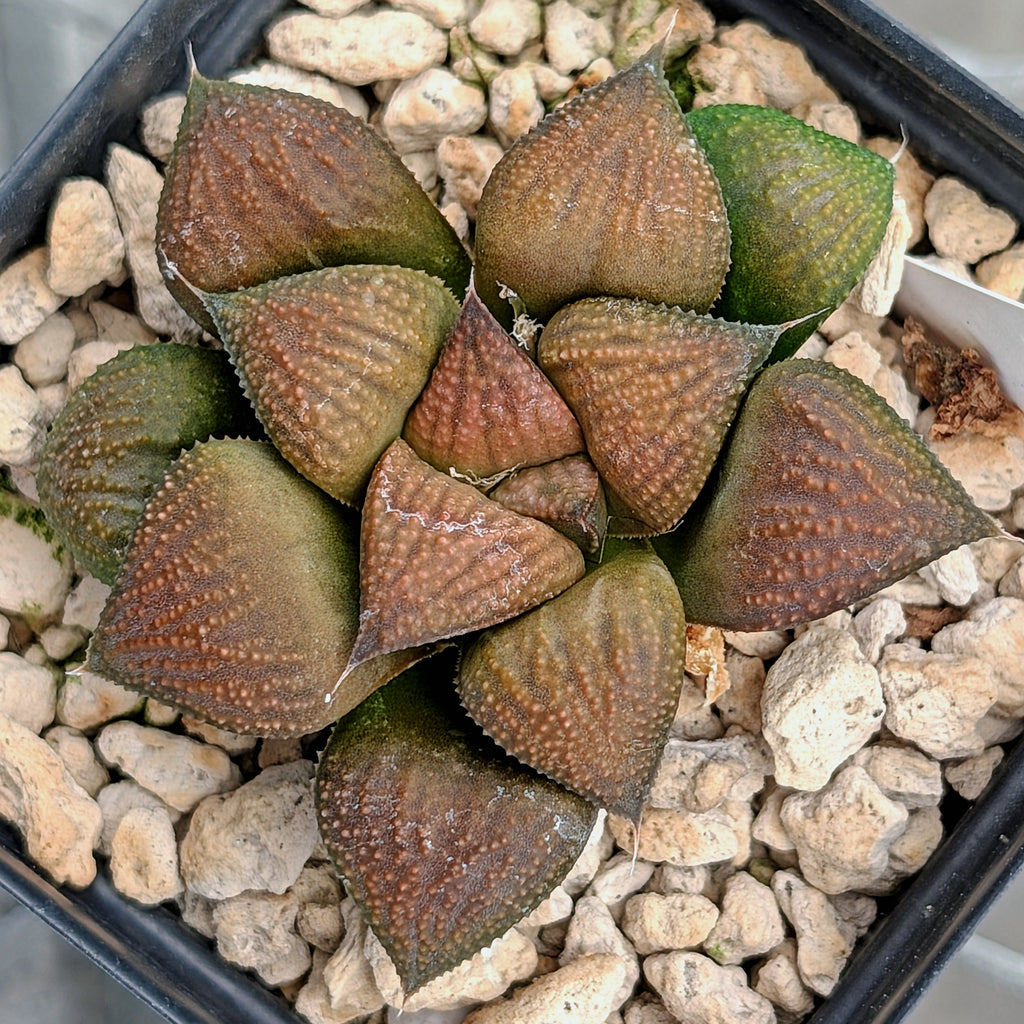 Haworthia PP615 hybrid series #5